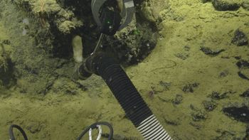 Media type: image;   Invertebrate Zoology 153115 Description: live specimen;